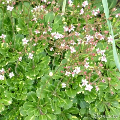 Купить саженцы Камнеломка теневая \"Variegata\" (Вариегата) | Питомник  растений Злата Крона