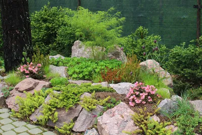 Камнеломка тенистая вариегатная. (Saxifraga umbrosa variegata) Р9 купить в  интернет-магазине ЦВІТСАД с доставкой по Украине