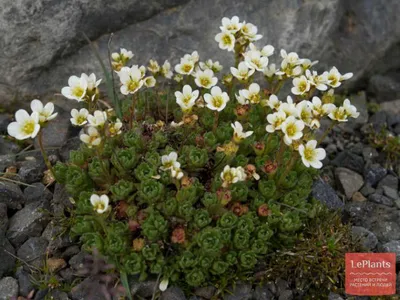 Растения и цветы на фото камнеломки: натуральная красота