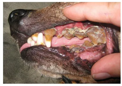 Камни на зубах у собак фото фотографии