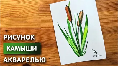 Купить Искусственные цветы и растения. Камыш , рогоз. по выгодной цене в  интернет-магазине OZON.ru (1234152273)