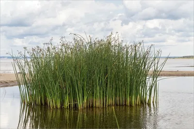 Картина природы: камыш во всей красе на фото