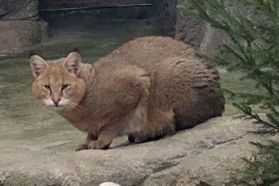 Спящая Камышовая кошка: нежное фото