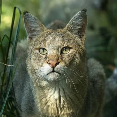 Забавное фото Камышовой кошки: бесплатная картинка