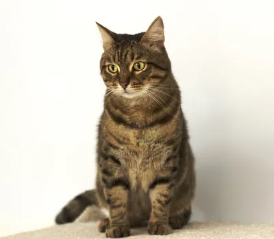 Камышовая кошка с уникальной шерстью: фото в jpg