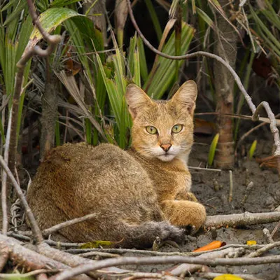 Очаровательная Камышовая кошка с веснушками: скачать фото png