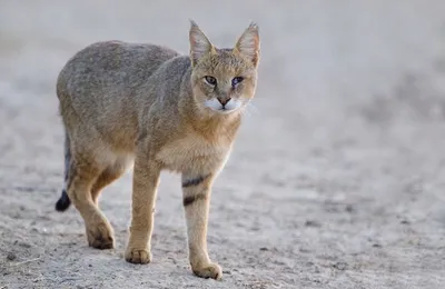 Улыбающаяся Камышовая кошка: позитивное фото