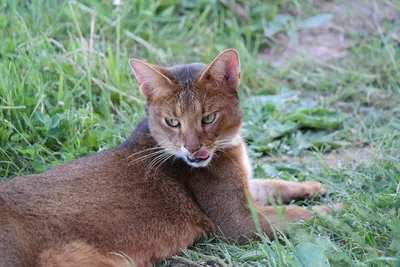 Портрет Камышовой кошки с красивым окрасом: нежная картинка