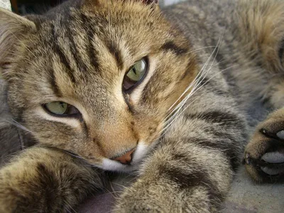 Нежный портрет Камышовой кошки: изображение в png