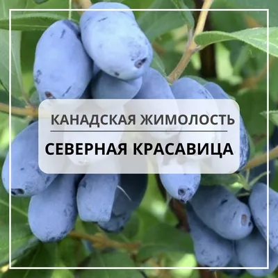 Голубика \"Канадская Черника\" ТМ \"СеДек\" 0,05г купить почтой в Одессе,  Киеве, Украине | Agro-Market