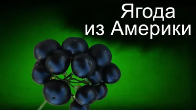 Ирга канадская Тиссен | купить выгодно✵Сады-Эдема.рф –интернет магазин  растений для сада