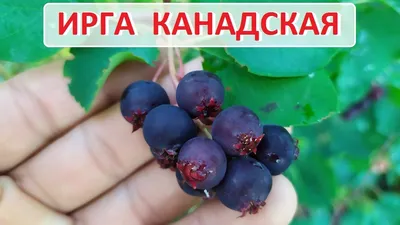 Ирга Кутепово Канадская - купить в Москве, цены на Мегамаркет