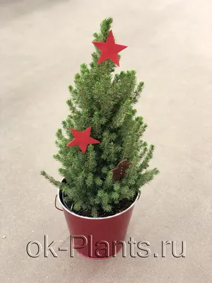 Продажа Picea glauca Daisy's White Ель сизая Белая канадская Дейзис вайт в  Санкт-Петербурге. Купить в СПб