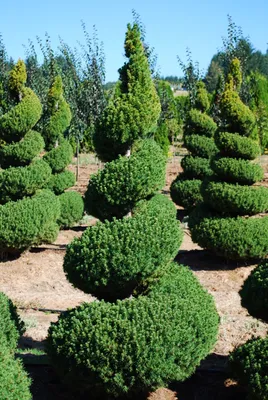 Канадская ель Коника. Продажа Picea glauca Conica в Петербурге