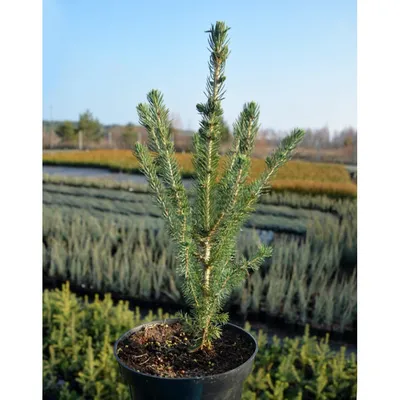 Picea glauca 'Conica December', Ель канадская 'Коника Децембер'