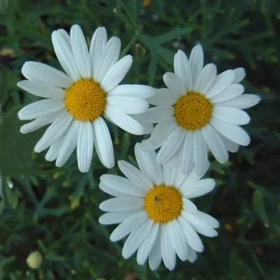 Леукантемелла осенняя (Leucanthemella serotina) или канадская ромашка |  Цветомания