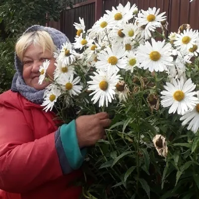 Ромашка канадская (Leucanthemella serotinum): купить саженцы в  Екатеринбурге в питомнике по цене 520.00 Р