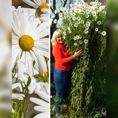 Ромашка канадская (Leucanthemella serotinum)*