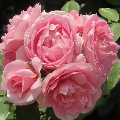 Купить саженец канадской розы Луиза Багнет в Сургуте по цене 590 ₽ в  интернет-магазине