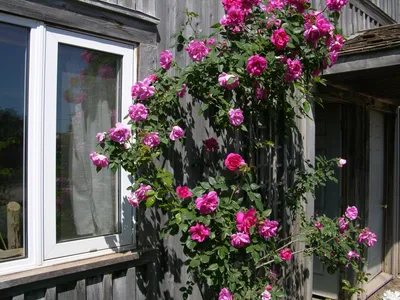 Канадские розы: описание и фото лучших сортов | Интернет-магазин садовых  растений
