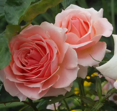 канадские розы саженцы роз сибирские розы зимостойкие розы новинки саженцы  оптом