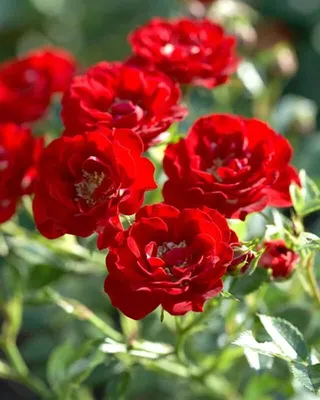 Канадские парковые розы и шрабы | Роза парковая Канадская.