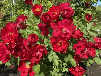 Купить саженцы Канадской Розы - морозоустойчивые в Барнауле и Сибири
