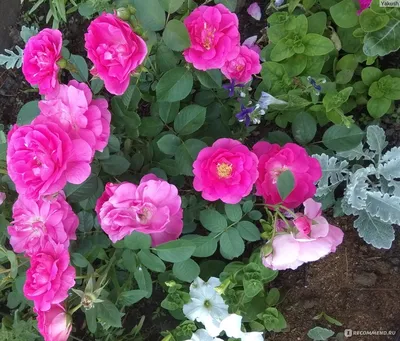 Саженец канадской розы Моден Файрглоу фото и описание сорта 🌱 купить  саженец канадской розы Моден Файрглоу почтой недорого в Москве