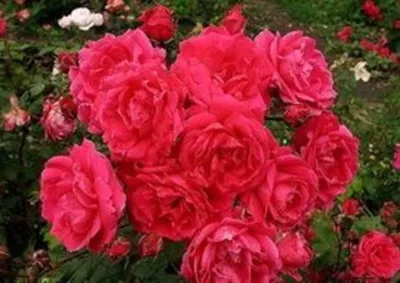 Как использовать канадские розы в ландшафтном дизайне | Интернет-магазин  садовых растений