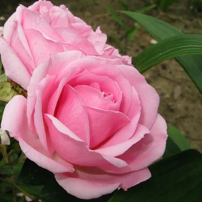 КАНАДСКИЕ – купить саженцы роз в розницу оптом ст Кущевская Краснодарского  края | Розы Вдохновения