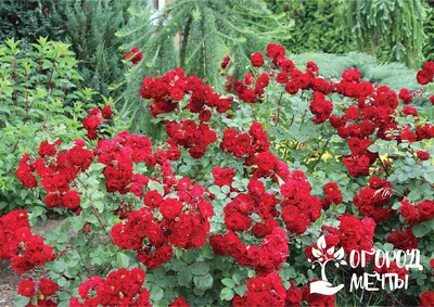 Канадские розы - сорта, фото, описание
