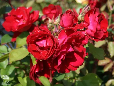 Роза канадская Тереза Багнет (Therese Bugnet) - Розы Канадские - Розы в  пакетах. - Каталог - LandSad.ru