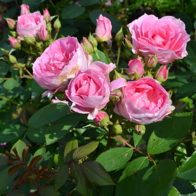 Канадские розы: особенности цветочной культуры и лучшие сорта | Огород  Мечты | Дзен