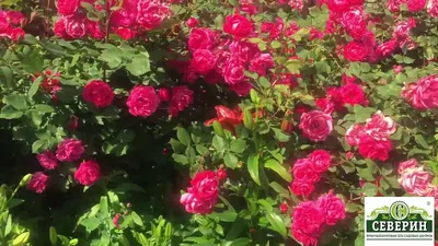 Мартин Фробишер (Martin Frobisher) канадские розы канадские розы купить роза  канадская парковая
