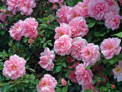 Английские и канадские розы в холодном климате. Сорта и уход. Фото —  Ботаничка