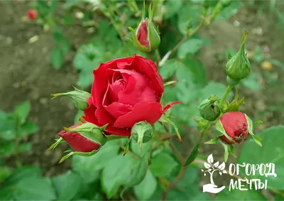 Лучшие сорта роз канадской селекции | Интернет-магазин садовых растений