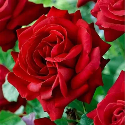 Роза канадская парковая Ламберт Клосс с доставкой! 🌱 [752068]