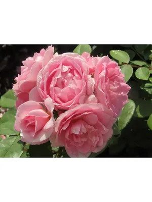 Розы: Роза канадская парковая Аделаида Худлес