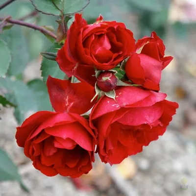 Роза Прейри Джой Канадские розы 175435531 купить за 916 ₽ в  интернет-магазине Wildberries