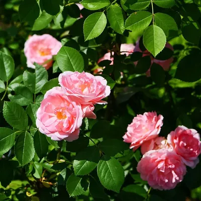 Канадская роза: описание, уход, выращивание, лучшие сорта