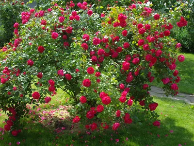 Роза канадская парковая Моден Бланш