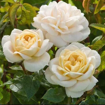 Канадские розы: самые зимостойкие из всех | Интернет-магазин садовых  растений