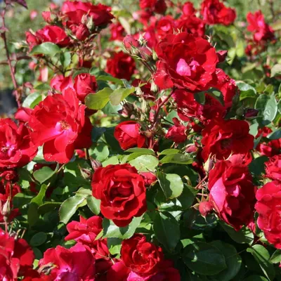 Канадские розы: самые зимостойкие из всех | Интернет-магазин садовых  растений