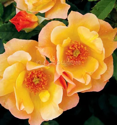 Канадские розы – неприхотливые красотки для северных садов | Милая Роза |  Дзен