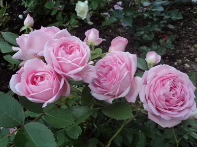 Канадские розы – неприхотливые красотки для северных садов | Милая Роза |  Дзен