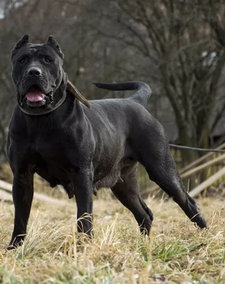 Канарская собака (Канарский дог, перро де преса канарио) / Perro de Presa  Canario (Canary Dog, de Presa Canario, Dogo canario) - PetsPoint.ru