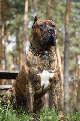 Открыт для вязок канарский дог Presa Canario: 750 $ - В'язка Київ на Olx