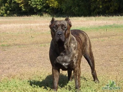 Канарская собака (Канарский дог, перро де преса канарио) / Perro de Presa  Canario (Canary Dog, de Presa Canario, Dogo canario) - PetsPoint.ru