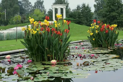 Канны цветы в саду фото фотографии