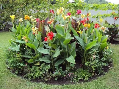 Цветок канна посадка и уход в саду, фото и видео